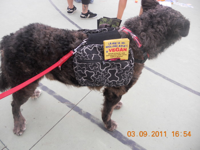 VEGANCH'IO 2011 - 2011 - veganchio2 20110905 2007018158 - veganchio2 20110905 2007018158 - VEGANCH'IO 2011 - 2011-