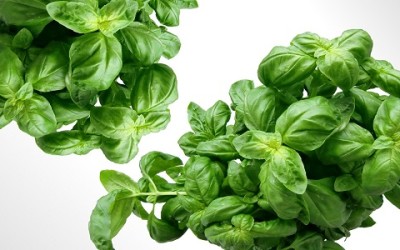 Come coltivare il basilico in vaso e a terra - ricette-vegane-dal-web - BASILICO COLTIVARE 400x250 1 - BASILICO COLTIVARE 400x250 1 - Come coltivare il basilico in vaso e a terra - ricette-vegane-dal-web-