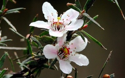 Miele di Manuka: un antibatterico naturale - ricette-vegane-dal-web - Manuka 400x250 1 - Manuka 400x250 1 - Miele di Manuka: un antibatterico naturale - ricette-vegane-dal-web-