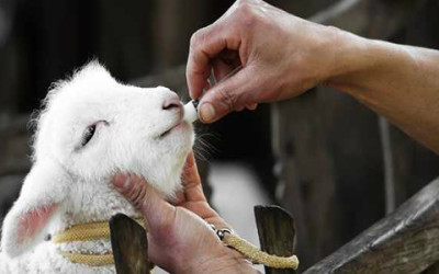 Troppi antibiotici negli allevamenti: aumenta la resistenza dei batteri - ricette-vegane-dal-web - a 400x250 1 - a 400x250 1 - Troppi antibiotici negli allevamenti: aumenta la resistenza dei batteri - ricette-vegane-dal-web-