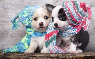 Come curare il raffreddore del cane - ricette-vegane-dal-web - come curare il raffreddore del cane e1455317670283 400x250 1 - come curare il raffreddore del cane e1455317670283 400x250 1 - Come curare il raffreddore del cane - ricette-vegane-dal-web-