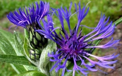 Centaurea: proprietà e benefici per la salute fiordaliso e1405157414261 400x250 1 - Centaurea: proprietà e benefici per la salute