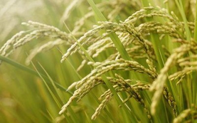 Olio di riso: proprietà, benefici ed utilizzi in cucina - ricette-vegane-dal-web - riso 400x250 1 - riso 400x250 1 - Olio di riso: proprietà, benefici ed utilizzi in cucina - ricette-vegane-dal-web-