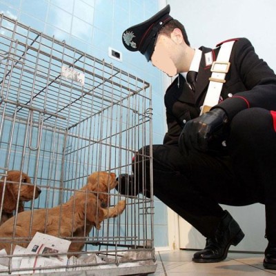 IL SEQUESTRO IMMEDIATO DI UN ANIMALE_8eadb70d240aabc83cd0419cd1e72fbf IL SEQUESTRO IMMEDIATO DI UN ANIMALE_8eadb70d240aabc83cd0419cd1e72fbf