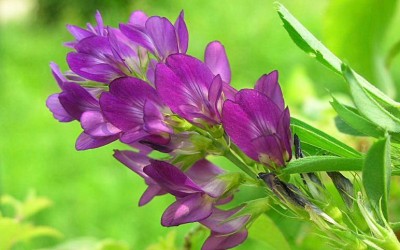 Erba medica proprietà e benefici - ricette-vegane-dal-web - Medicago sativa 5 1.jpg 2006610113918 Medicago sativa 5 400x250 1 - Medicago sativa 5 1.jpg 2006610113918 Medicago sativa 5 400x250 1 - Erba medica proprietà e benefici - ricette-vegane-dal-web-