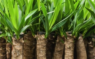 Yucca proprietà e benefici per la salute - ricette-vegane-dal-web - Radici di Yucca 400x250 2 - Radici di Yucca 400x250 2 - Yucca proprietà e benefici per la salute - ricette-vegane-dal-web-