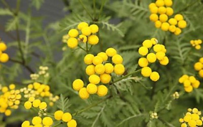Proprietà del tanaceto e benefici per la salute Tanacetum vulgare flowers 400x250 1 - Proprietà del tanaceto e benefici per la salute