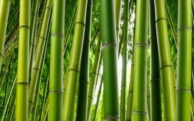 Fibra di bambù: proprietà e benefici - ricette-vegane-dal-web - bamboo 400x250 - bamboo 400x250 - Fibra di bambù: proprietà e benefici - ricette-vegane-dal-web-