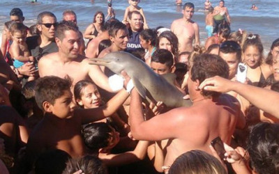 Un delfino e uno squalo morti per la smania di popolarità, che genera mostri di egoismo delfino selfie e1456483418407 400x250 1 - Un delfino e uno squalo morti per la smania di popolarità, che genera mostri di egoismo