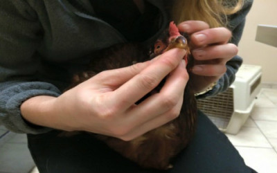 Combattimenti tra galli: sono ancora una triste realtà da denunciare - ricette-vegane-dal-web - g1 400x250 3 - g1 400x250 3 - Combattimenti tra galli: sono ancora una triste realtà da denunciare - ricette-vegane-dal-web-