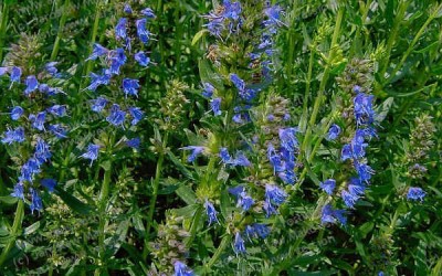 Issopo proprietà e benefici - ricette-vegane-dal-web - issopo 400x250 1 - issopo 400x250 1 - Issopo proprietà e benefici - ricette-vegane-dal-web-