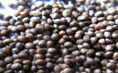 Olio di Perilla proprietà e benefici per la salute semi di perilla 400x250 1 - Olio di Perilla proprietà e benefici per la salute