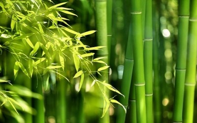 Come coltivare bambù in giardino - ricette-vegane-dal-web - shutterstock 145038127 400x250 1 - shutterstock 145038127 400x250 1 - Come coltivare bambù in giardino - ricette-vegane-dal-web-