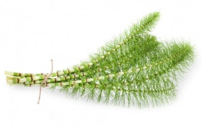 Equiseto proprietà, benefici e controindicazioni shutterstock 193510025 e1413208878357 400x250 1 - Equiseto proprietà, benefici e controindicazioni