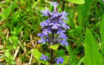 Bugola proprietà e benefici per la salute - ricette-vegane-dal-web - ajuga genevensis0 700x 400x250 - ajuga genevensis0 700x 400x250 - Bugola proprietà e benefici per la salute - ricette-vegane-dal-web-