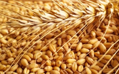 Farina di Kamut: cos’è e quali sono i benefici - ricette-vegane-dal-web - farina di kamut 2 400x250 - farina di kamut 2 400x250 - Farina di Kamut: cos’è e quali sono i benefici - ricette-vegane-dal-web-