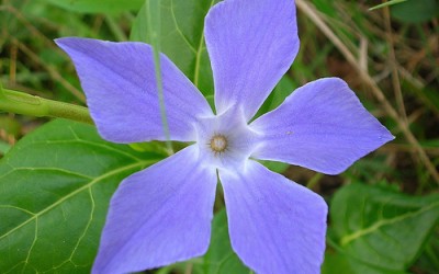 Pervinca pianta: proprietà e benefici e come coltivarla - ricette-vegane-dal-web - pervinca4 400x250 1 - pervinca4 400x250 1 - Pervinca pianta: proprietà e benefici e come coltivarla - ricette-vegane-dal-web-