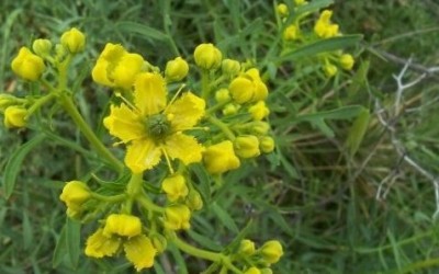 Ruta pianta: proprietà e benefici per l’organismo - ricette-vegane-dal-web - ruta chalepensis 8 e1428528205230 400x250 1 - ruta chalepensis 8 e1428528205230 400x250 1 - Ruta pianta: proprietà e benefici per l’organismo - ricette-vegane-dal-web-