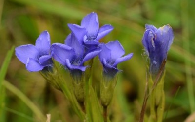 Genziana: benefici e proprietà della pianta genziana shutterstock 225451201 e1414768189395 400x250 1 - Genziana: benefici e proprietà della pianta genziana