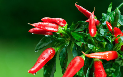 Come coltivare peperoncino in vaso e a terra - ricette-vegane-dal-web - shutterstock 59682994 e1460650993102 400x250 1 - shutterstock 59682994 e1460650993102 400x250 1 - Come coltivare peperoncino in vaso e a terra - ricette-vegane-dal-web-