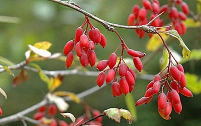 Crespino proprietà e utilizzi di questa pianta - ricette-vegane-dal-web - berberis vulgaris subsp vul e1428529040641 400x250 1 - berberis vulgaris subsp vul e1428529040641 400x250 1 - Crespino proprietà e utilizzi di questa pianta - ricette-vegane-dal-web-