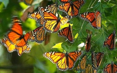 La farfalla monarca e le sue incredibili migrazioni - ricette-vegane-dal-web - monarca4 e1449740355564 400x250 1 - monarca4 e1449740355564 400x250 1 - La farfalla monarca e le sue incredibili migrazioni - ricette-vegane-dal-web-