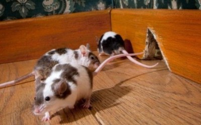 Come allontanare i topi in modo naturale mouse trap2 e1464597188437 400x250 - Come allontanare i topi in modo naturale