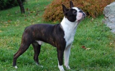 Boston terrier: carattere e peculiarità - ricette-vegane-dal-web - boston terrier1 e1467194844448 400x250 - boston terrier1 e1467194844448 400x250 - Boston terrier: carattere e peculiarità - ricette-vegane-dal-web-