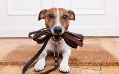 Come educare un cane: ecco le cose che un padrone non dovrebbe mai dire! - ricette-vegane-dal-web - cane guinzaglio 400x250 1 - cane guinzaglio 400x250 1 - Come educare un cane: ecco le cose che un padrone non dovrebbe mai dire! - ricette-vegane-dal-web-
