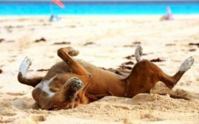 Cani in spiaggia: diritti e doveri degli animali e dei loro padroni cane spiaggia e1371317273587 400x250 1 - Cani in spiaggia: diritti e doveri degli animali e dei loro padroni