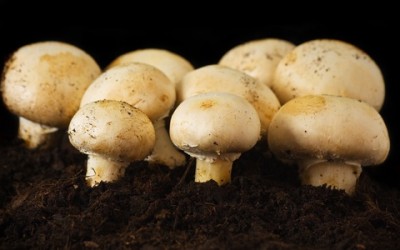 Come coltivare funghi freschi in casa - ricette-vegane-dal-web - coltivare funghi casa 400x250 1 - coltivare funghi casa 400x250 1 - Come coltivare funghi freschi in casa - ricette-vegane-dal-web-