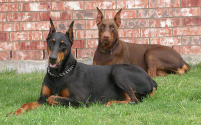 Dobermann: carattere e cose da sapere - ricette-vegane-dal-web - dobermann 400x250 - dobermann 400x250 - Dobermann: carattere e cose da sapere - ricette-vegane-dal-web-
