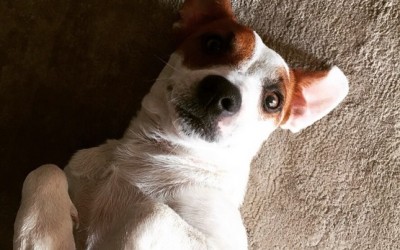 Jack Russell Terrier, carattere e addestramento - ricette-vegane-dal-web - giru3 400x250 1 - giru3 400x250 1 - Jack Russell Terrier, carattere e addestramento - ricette-vegane-dal-web-