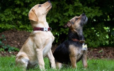 Scopriamo le razze di cani più belli e interessanti razze di cani 400x250 1 - Scopriamo le razze di cani più belli e interessanti
