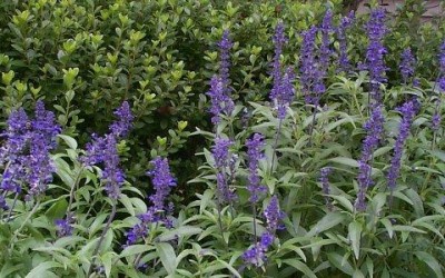 La salvia proprietà e utilizzi in cucina e in cosmetica - ricette-vegane-dal-web - salvia 400x250 1 - salvia 400x250 1 - La salvia proprietà e utilizzi in cucina e in cosmetica - ricette-vegane-dal-web-