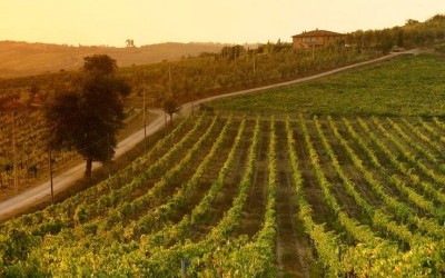 Vino biodinamico: che cos’è e quali sono le differenze dal vino biologico? - ricette-vegane-dal-web - vigneti e1300990280967 400x250 1 - vigneti e1300990280967 400x250 1 - Vino biodinamico: che cos’è e quali sono le differenze dal vino biologico? - ricette-vegane-dal-web-
