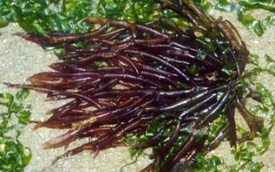 Agar Agar: l’alga amica della salute - ricette-vegane-dal-web - agar agar e1314303772556 400x250 1 - agar agar e1314303772556 400x250 1 - Agar Agar: l’alga amica della salute - ricette-vegane-dal-web-