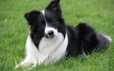 Border collie carattere e cose da sapere - ricette-vegane-dal-web - border collie4 400x250 1 - border collie4 400x250 1 - Border collie carattere e cose da sapere - ricette-vegane-dal-web-