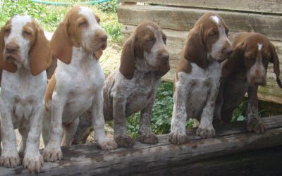 Bracco italiano: carattere, prezzo e curiosità bracco italiano 400x250 1 - Bracco italiano: carattere, prezzo e curiosità