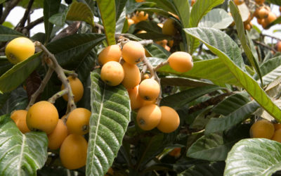 Nespole proprietà , benefici e utilizzi - ricette-vegane-dal-web - nespole 400x250 1 - nespole 400x250 1 - Nespole proprietà , benefici e utilizzi - ricette-vegane-dal-web-