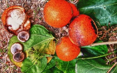 Nux vomica: rimedi omeopatici - ricette-vegane-dal-web - nux vomica 400x250 1 - nux vomica 400x250 1 - Nux vomica: rimedi omeopatici - ricette-vegane-dal-web-
