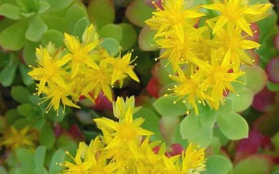 Rodiola rosea: proprietà, benefici e controindicazioni - ricette-vegane-dal-web - rodiola fiore 400x250 1 - rodiola fiore 400x250 1 - Rodiola rosea: proprietà, benefici e controindicazioni - ricette-vegane-dal-web-