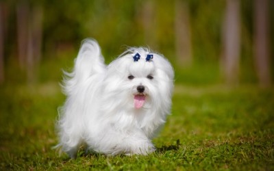 Cane maltese, carattere, educazione e aspetto - ricette-vegane-dal-web - shutterstock 152877233 400x250 1 - shutterstock 152877233 400x250 1 - Cane maltese, carattere, educazione e aspetto - ricette-vegane-dal-web-