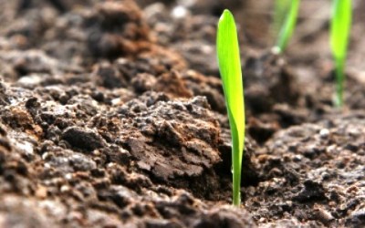 Come rendere il terreno acido? La guida pratica - ricette-vegane-dal-web - terreno acido 400x250 1 - terreno acido 400x250 1 - Come rendere il terreno acido? La guida pratica - ricette-vegane-dal-web-