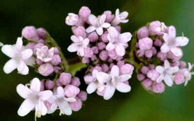 Valeriana: proprietà, benefici e controindicazioni - ricette-vegane-dal-web - valeriana 400x250 1 - valeriana 400x250 1 - Valeriana: proprietà, benefici e controindicazioni - ricette-vegane-dal-web-