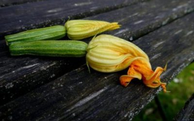Ricette con zucchine zucchini 395083 1280 e1467277099313 400x250 1 - Ricette con zucchine