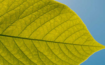 Combustibile da acqua e idrogeno grazie all’energia solare: diciamo addio al petrolio… - ricette-vegane-dal-web - bionic leaf 400x250 1 - bionic leaf 400x250 1 - Combustibile da acqua e idrogeno grazie all’energia solare: diciamo addio al petrolio… - ricette-vegane-dal-web-