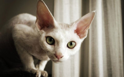 Gatto Devon Rex: carattere, educazione e aspetto - ricette-vegane-dal-web - devon rex2 400x250 1 - devon rex2 400x250 1 - Gatto Devon Rex: carattere, educazione e aspetto - ricette-vegane-dal-web-