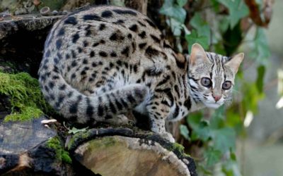 Gatto leopardo: carattere, educazione e aspetto - ricette-vegane-dal-web - gatto leopardo2 400x250 1 - gatto leopardo2 400x250 1 - Gatto leopardo: carattere, educazione e aspetto - ricette-vegane-dal-web-