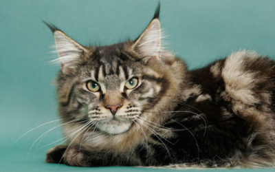 Gatto Maine Coon: carattere, educazione e aspetto - ricette-vegane-dal-web - gatto maine coon5 400x250 1 - gatto maine coon5 400x250 1 - Gatto Maine Coon: carattere, educazione e aspetto - ricette-vegane-dal-web-